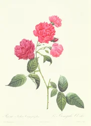 Rosa Indica Caryophyllea